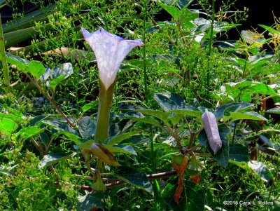 Sacred Datura     3745