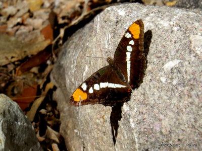 California (Arizona) Sister Butterfly     3802