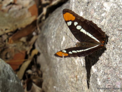 California (Arizona) Sister Butterfly     3803