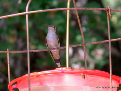 Hummingbird     3759