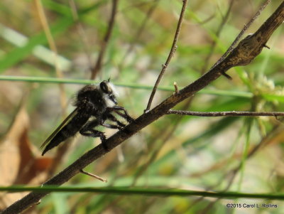 Robber Fly     IMG_3847