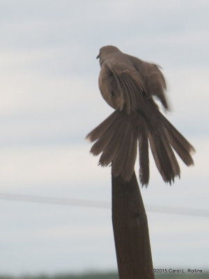 Curve-billed Thrasher IMG_3712