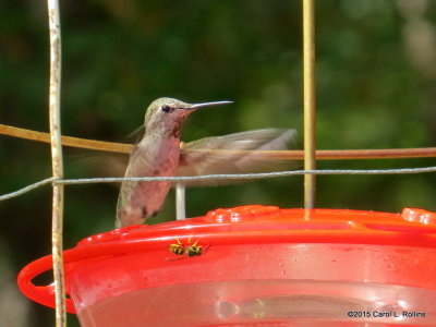 Hummingbird     3892