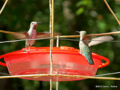 Hummingbirds     3895