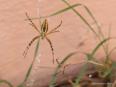 10 06 2015 Banded Argiope