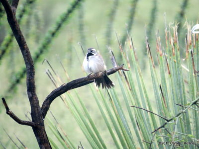 Black-throated Sparrow     IMG_4105