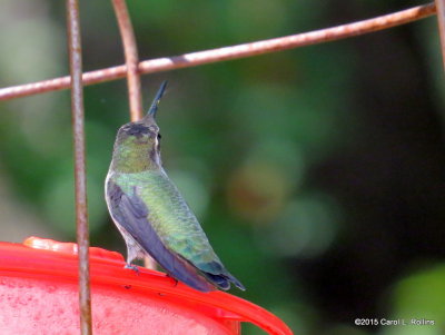 Hummingbird     3917