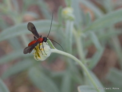 Round-necked Longhorn Beetle    P9133491