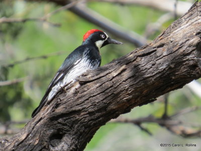 Acorn Woodpecker     IMG_5066