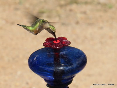 Lucifer Hummingbird   4793