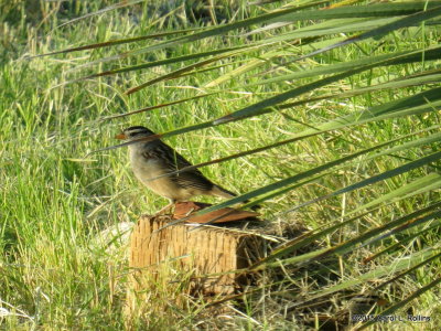 10 11 2015 White-crowned Sparrow