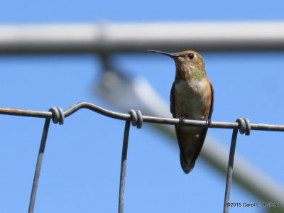 Rufous/Allen's Hummingbird     IMG_3962