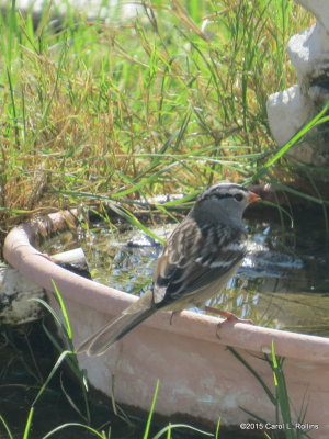 10 13 2015 White-crowned Sparrow