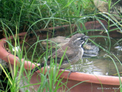 Black-throated Sparrow    IMG_4112