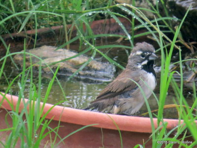 Black-throated Sparrow     IMG_4114