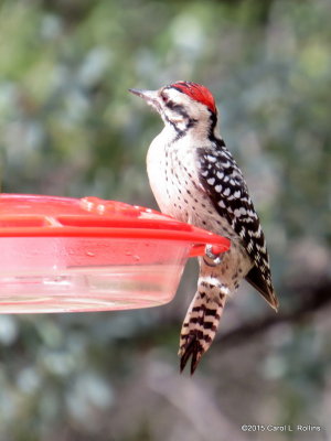 10 16 2015 Ladder-backed Woodpecker