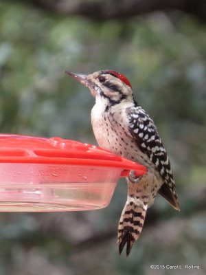 Ladder-backed Woodpecker     IMG_5351