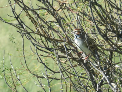 Lark Sparrow     IMG_4420