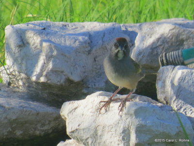 Green-tailed Towhee     4641