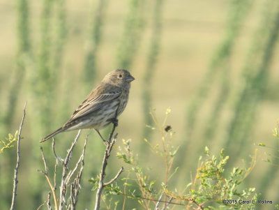 House Finch IMG_4713