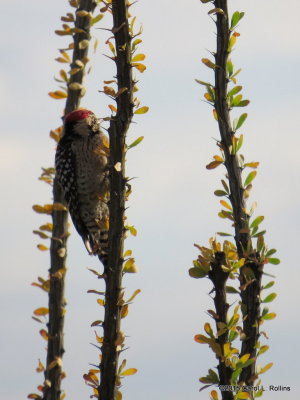 10 28 2015 Ladder-backed Woodpecker