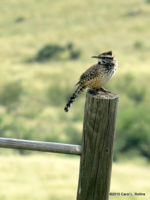 Cactus Wren     IMG_4744