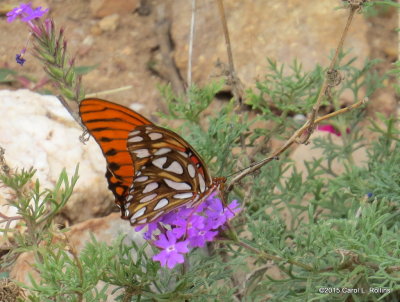 Gulf Fritillary     IMG_4833