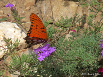 Gulf Fritillary     IMG_4830