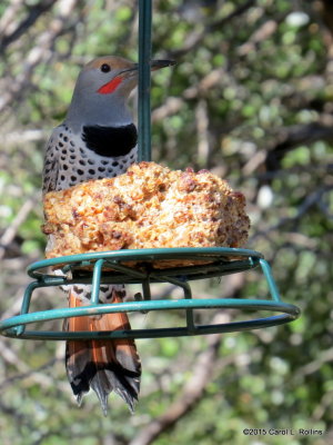 10 31 2015 Red-Shafted Northern Flicker