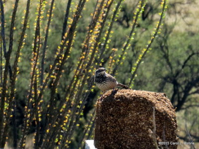 11 01 2015 Cactus Wren