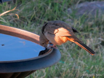 11 02 2015 Canyon Towhee