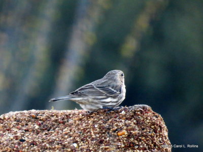 11 03 2015 House Finch