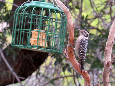 Ladder-backed Woodpecker     IMG_4932
