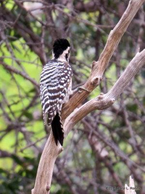 Ladder-backed Woodpecker     IMG_4926