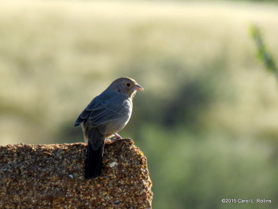 11 05 2015 Canyon Towhee