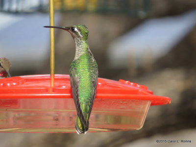 Magnificent Hummingbird     IMG_4855