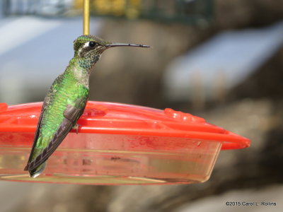 Hummingbirds - Tiny Flying Jewels