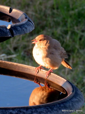 11 06 2015 Canyon Towhee