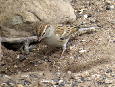 Chipping Sparrow     IMG_4954