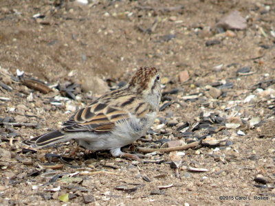 Chipping Sparrow     IMG_4915