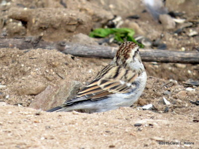 Chipping Sparrow Series   IMG_4910