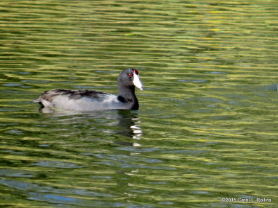 American Coot     IMG_5855