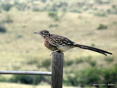 Greater Roadrunner     IMG_5131