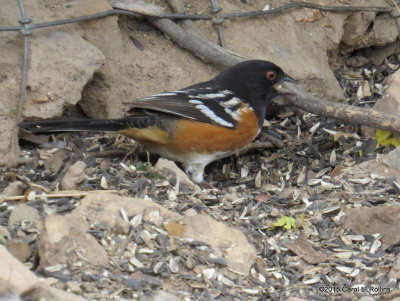 Spotted Towhee     IMG_5006