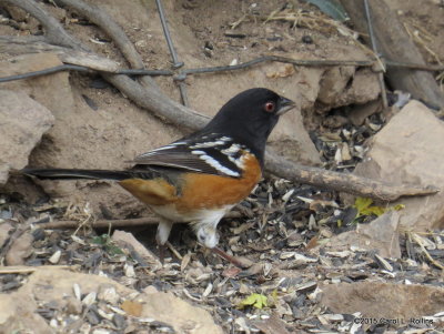 Spotted Towhee     IMG_5005