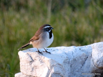 11 10 2015 Black-throated Sparrow