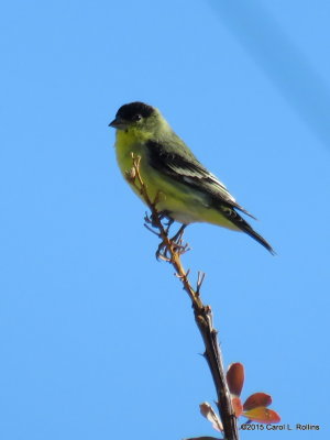 Lesser Goldfinch     IMG_0195