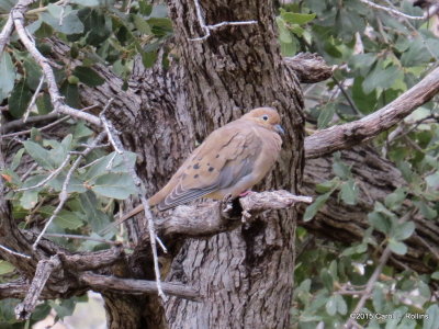 Mourning Dove     IMG_4999