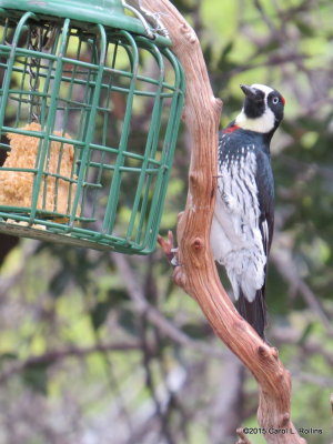 Acorn Woodpecker     IMG_5018