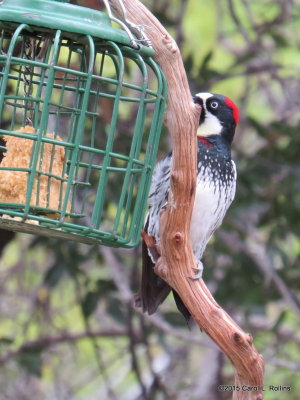 Acorn Woodpecker     IMG_5015